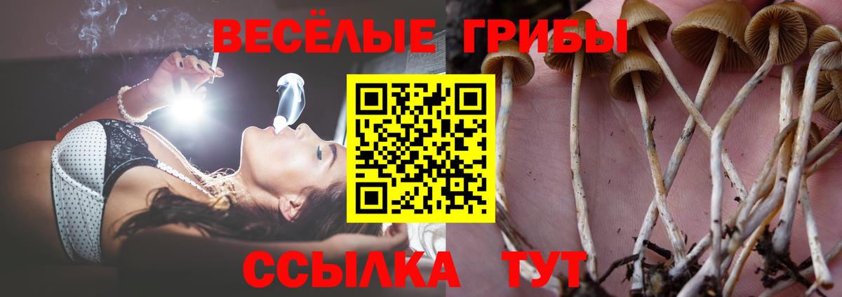 Галлюциногенные грибы прущие грибы  Галлюциногенные грибы GOLDEN TEACHER  Советский  Вход с VPN 
